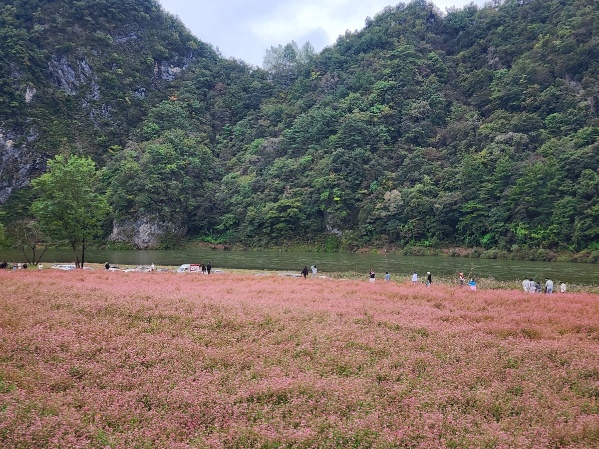 제6회 동강붉은메밀꽃축제 성황리 마무리